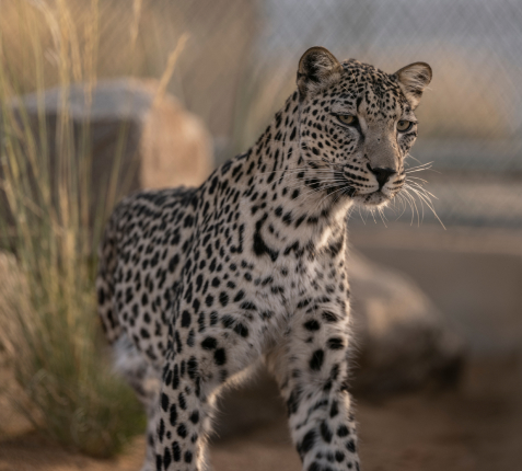 Leopard Image